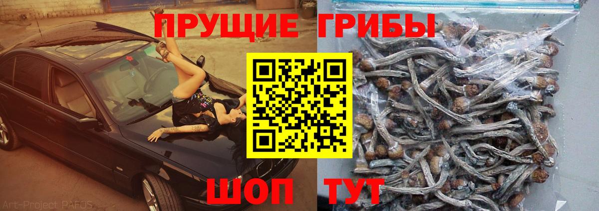Галлюциногенные грибы Psilocybe Пыть-Ях